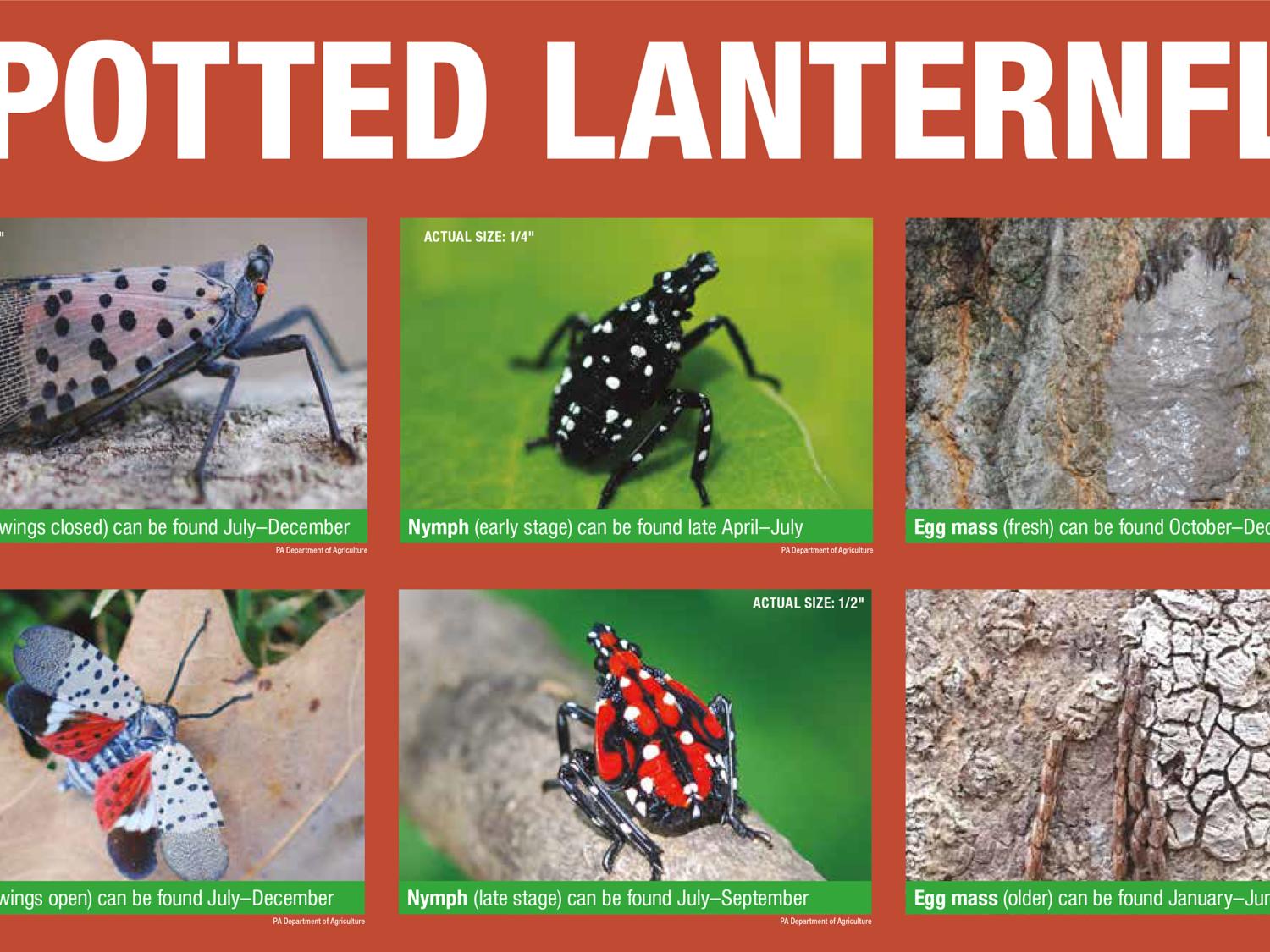 Spotted lanternfly life cycle