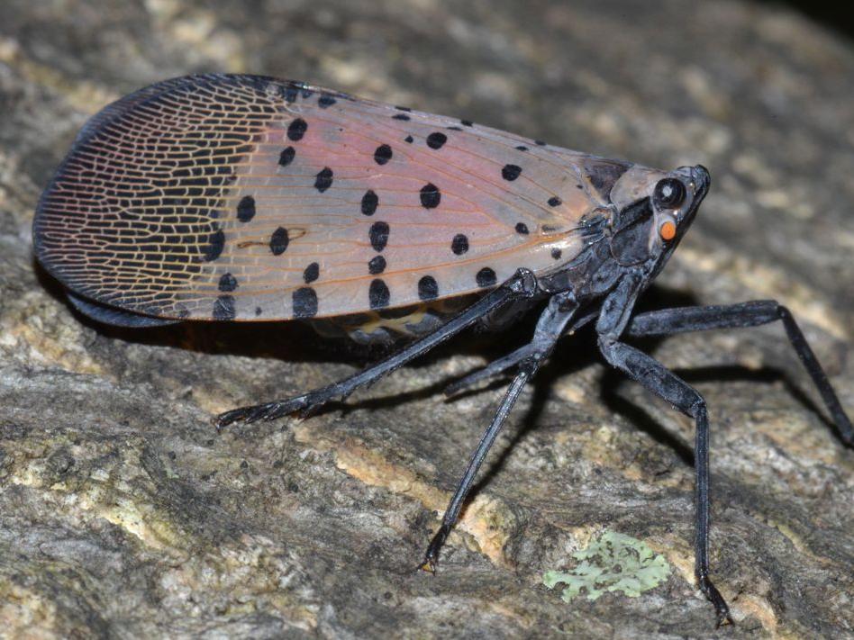 Spotted lanternfly adult - lateral view