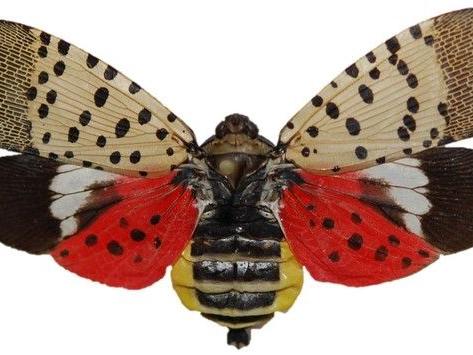 Spotted lanternfly wingspan