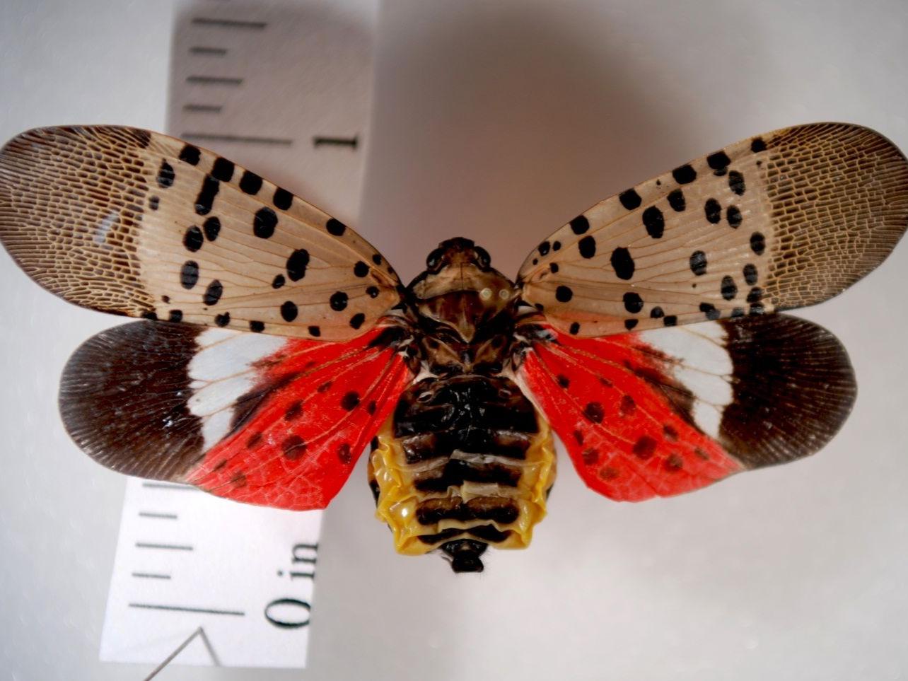Spotted lanternfly wings spread