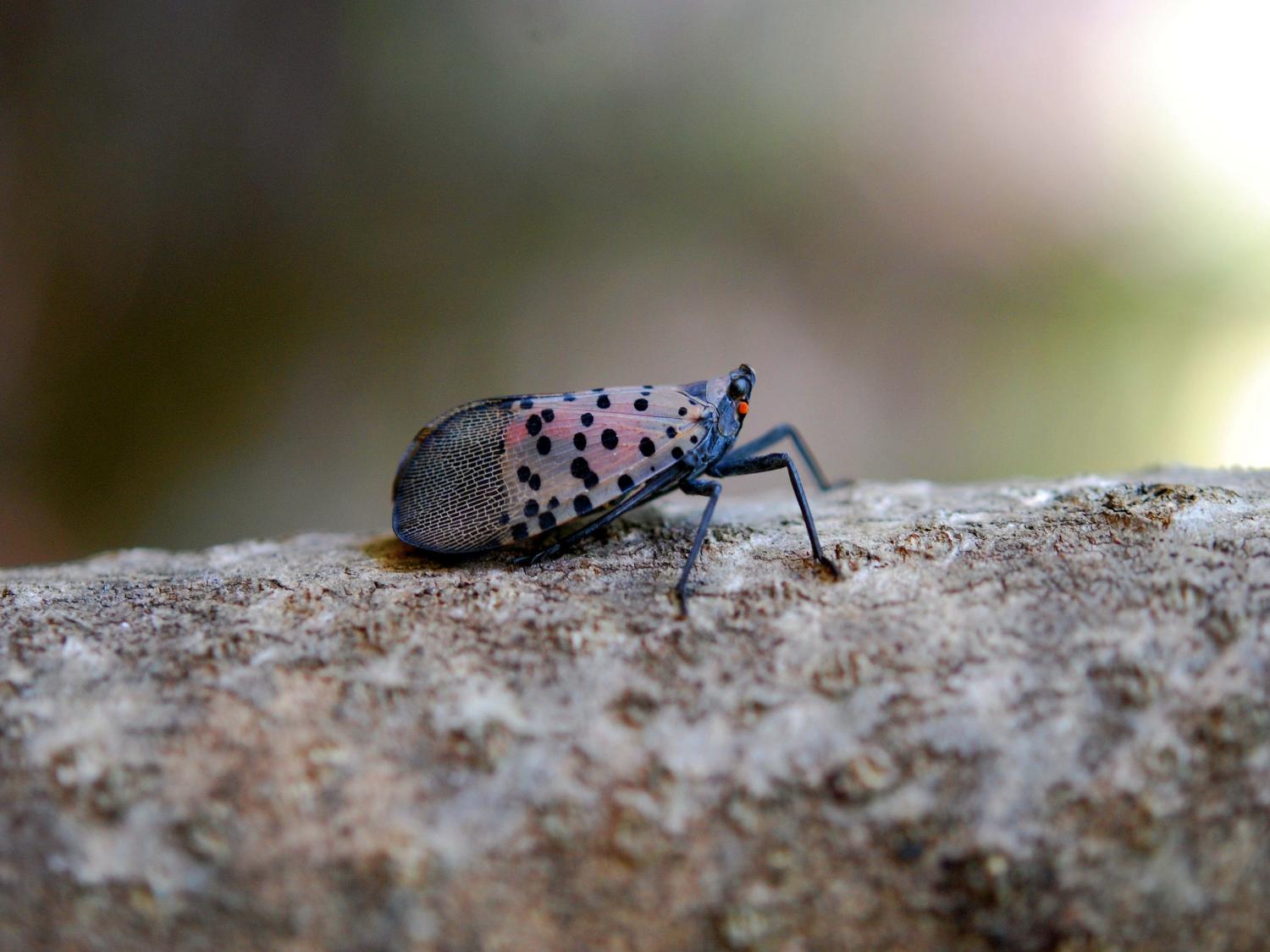 Spotted lanternfly at rest