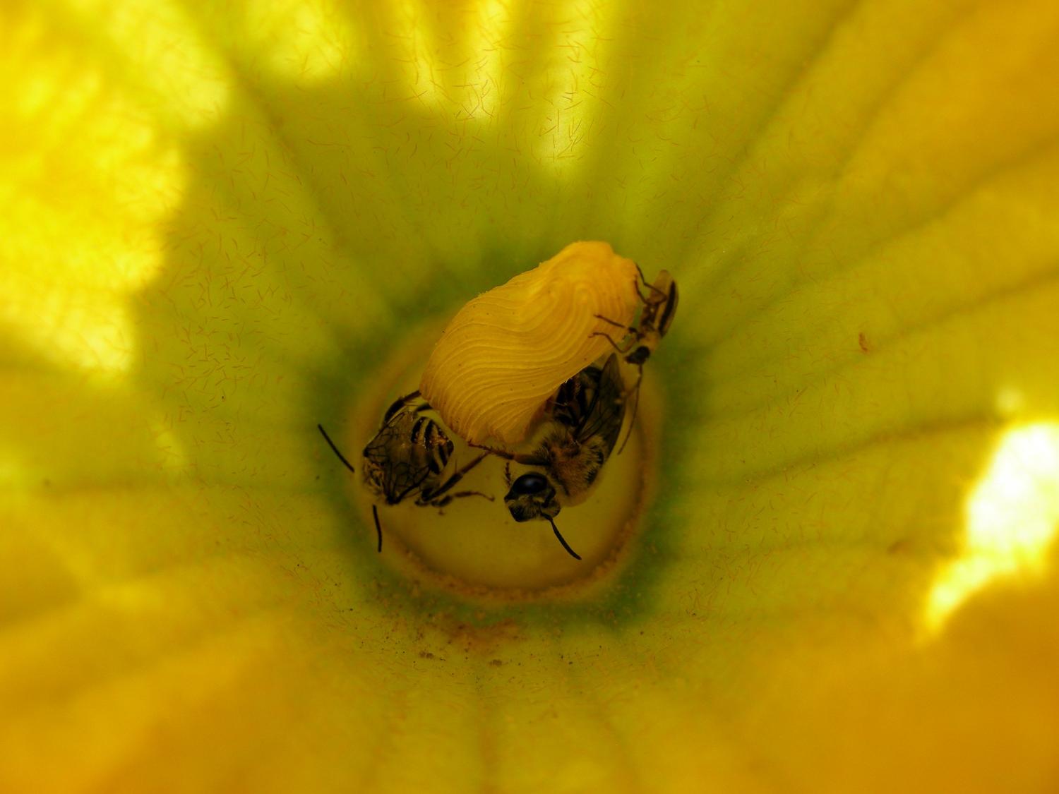 Squash bees & cucumber beetle in pumpkin bloom