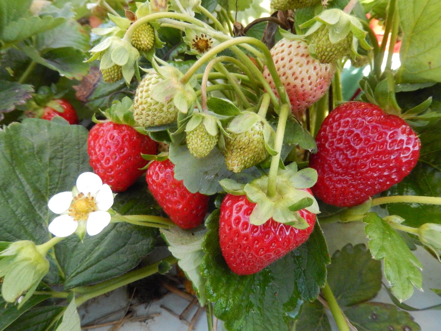Strawberries