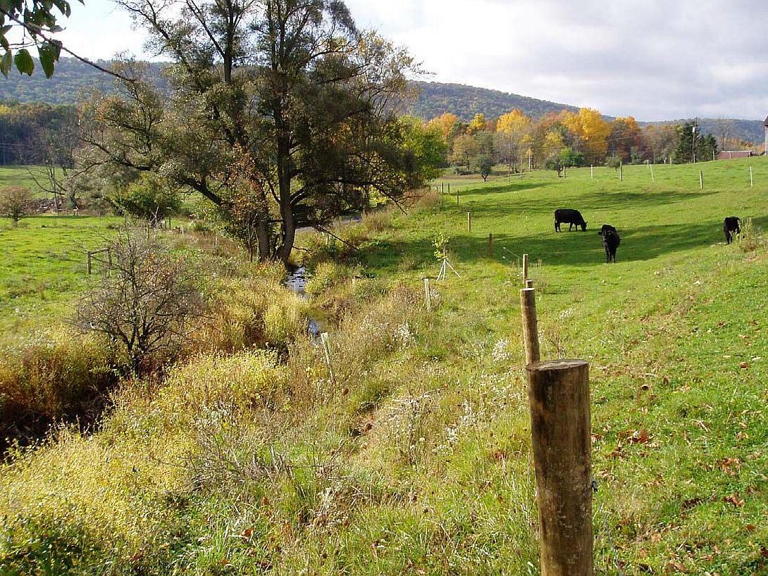 Streambank fence and buffer