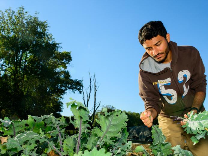 Penn State student tends crops at the student farm