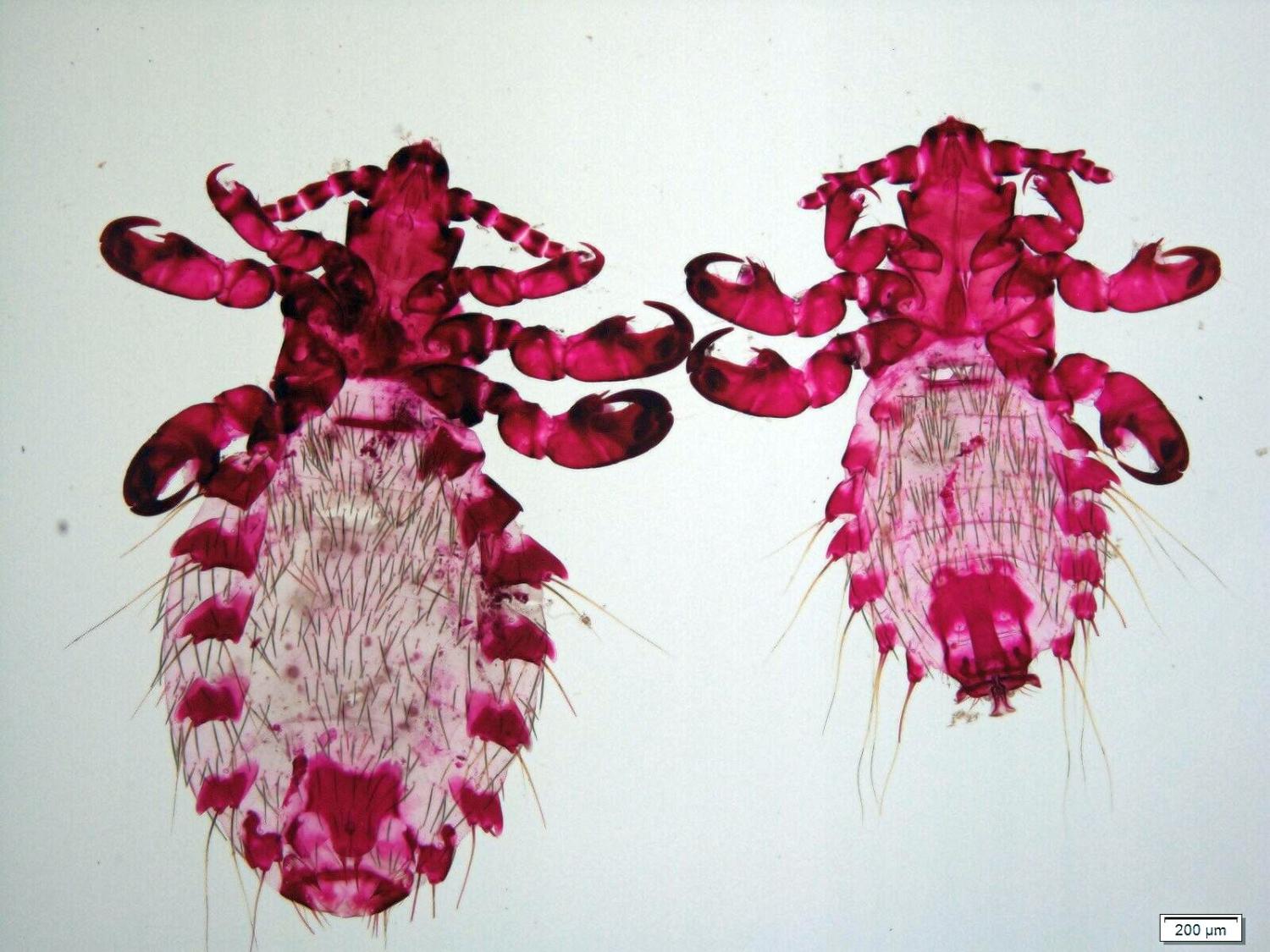 Sucking lice (Linognathoides faurei)
