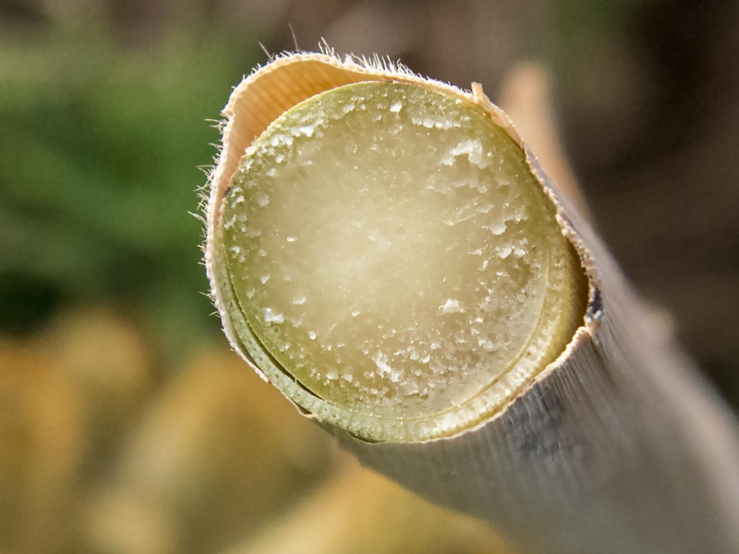 Cross section of freshly cut sugar cane