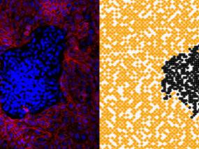 Comparison of cell culture and simulation