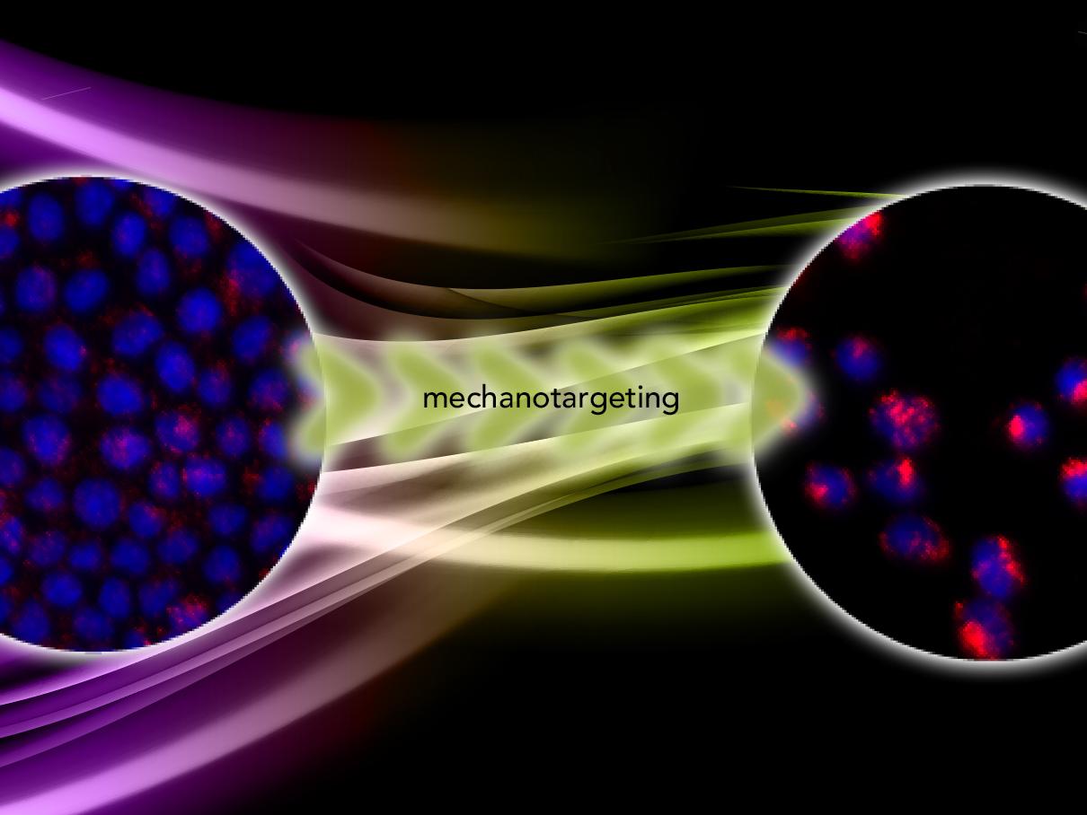 Graphic representing mechanotargeting