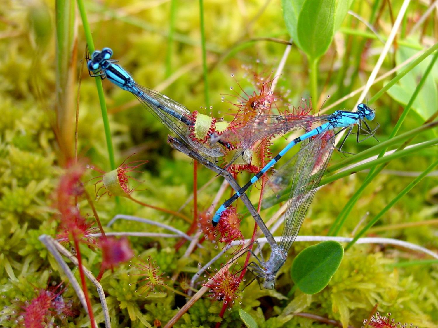 Carnivorous plants capture damselflies