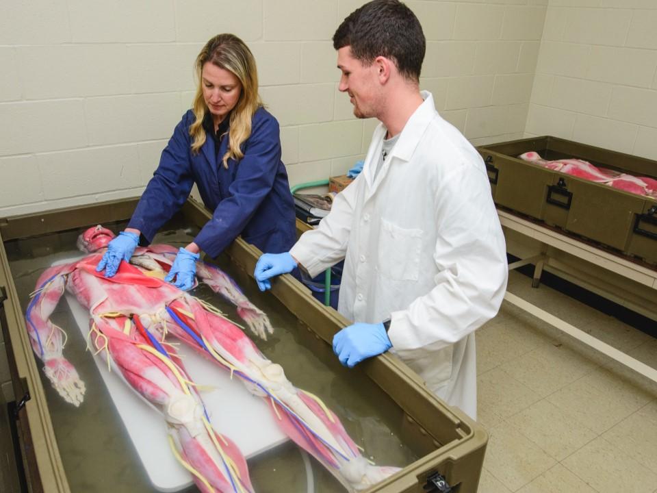 Two people, one professor and one student, looking down on the campus' new synthetic cadaver.