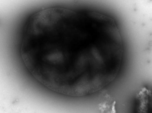 synthestic bacteria