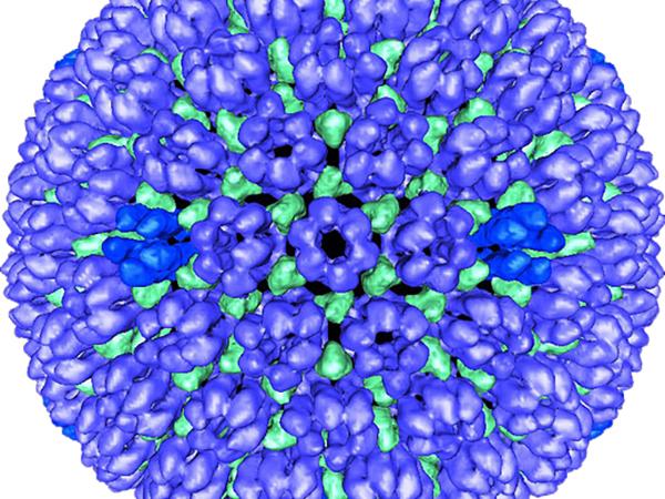 Fluorescent image of the outer protein shell of HSV1