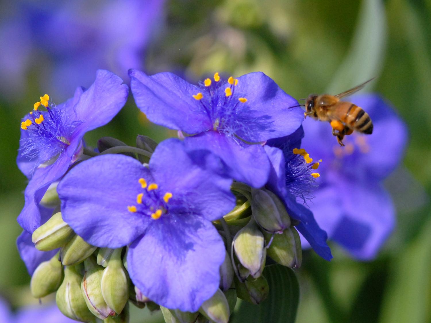 Spiderwort and bee