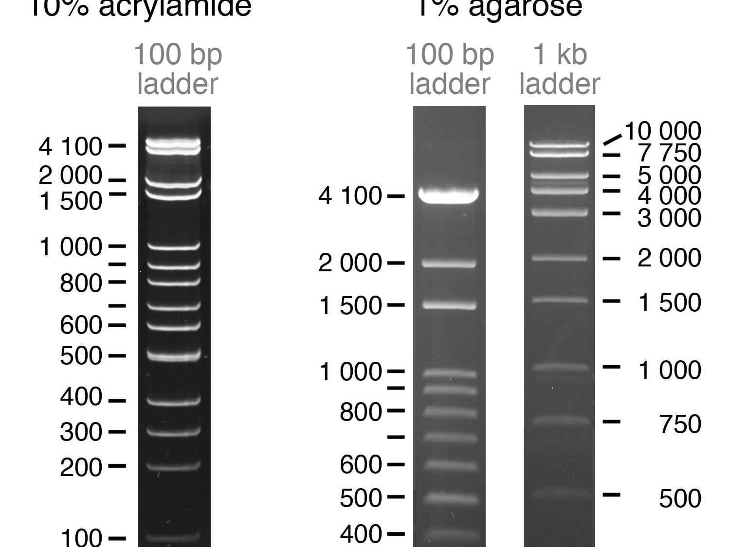 Gel electorphosis showing Penn State DNA Ladders