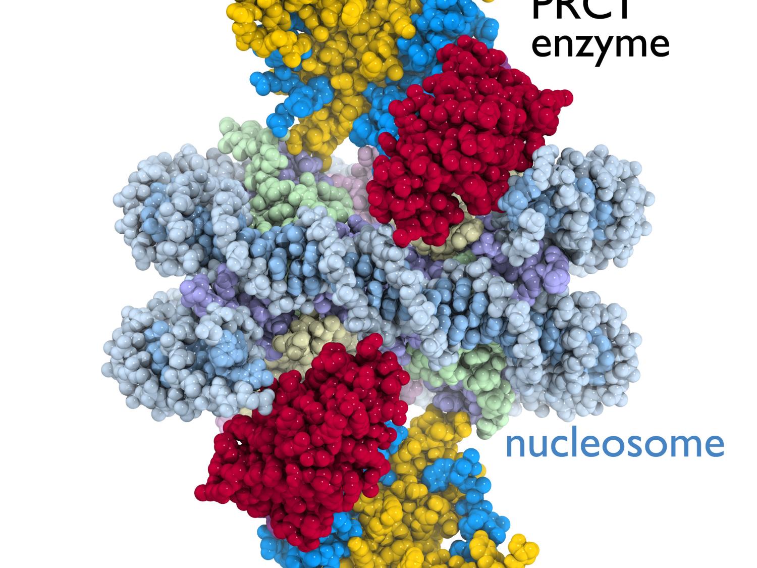 PRCI/nucleosome crystal structure