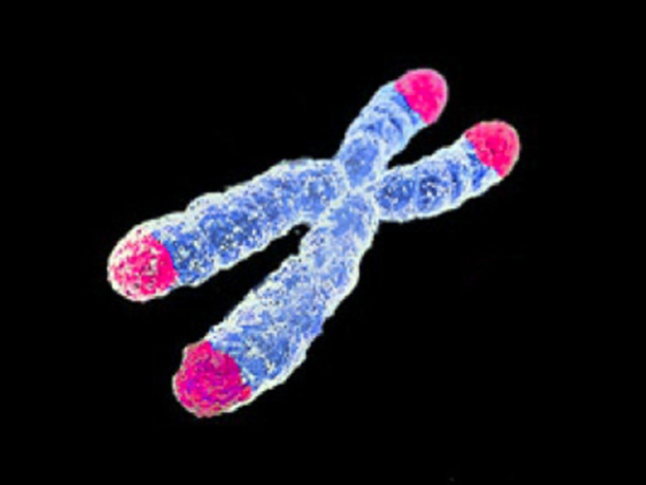 Telomeres