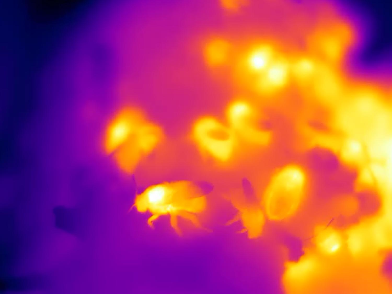 thermal photo of bees
