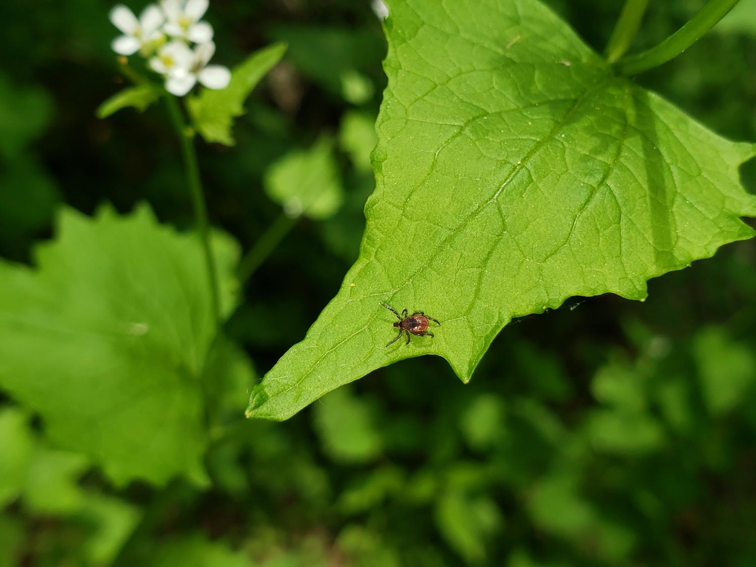 Photo of tick