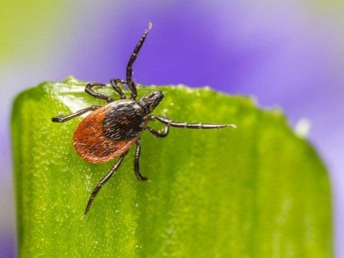 Tick