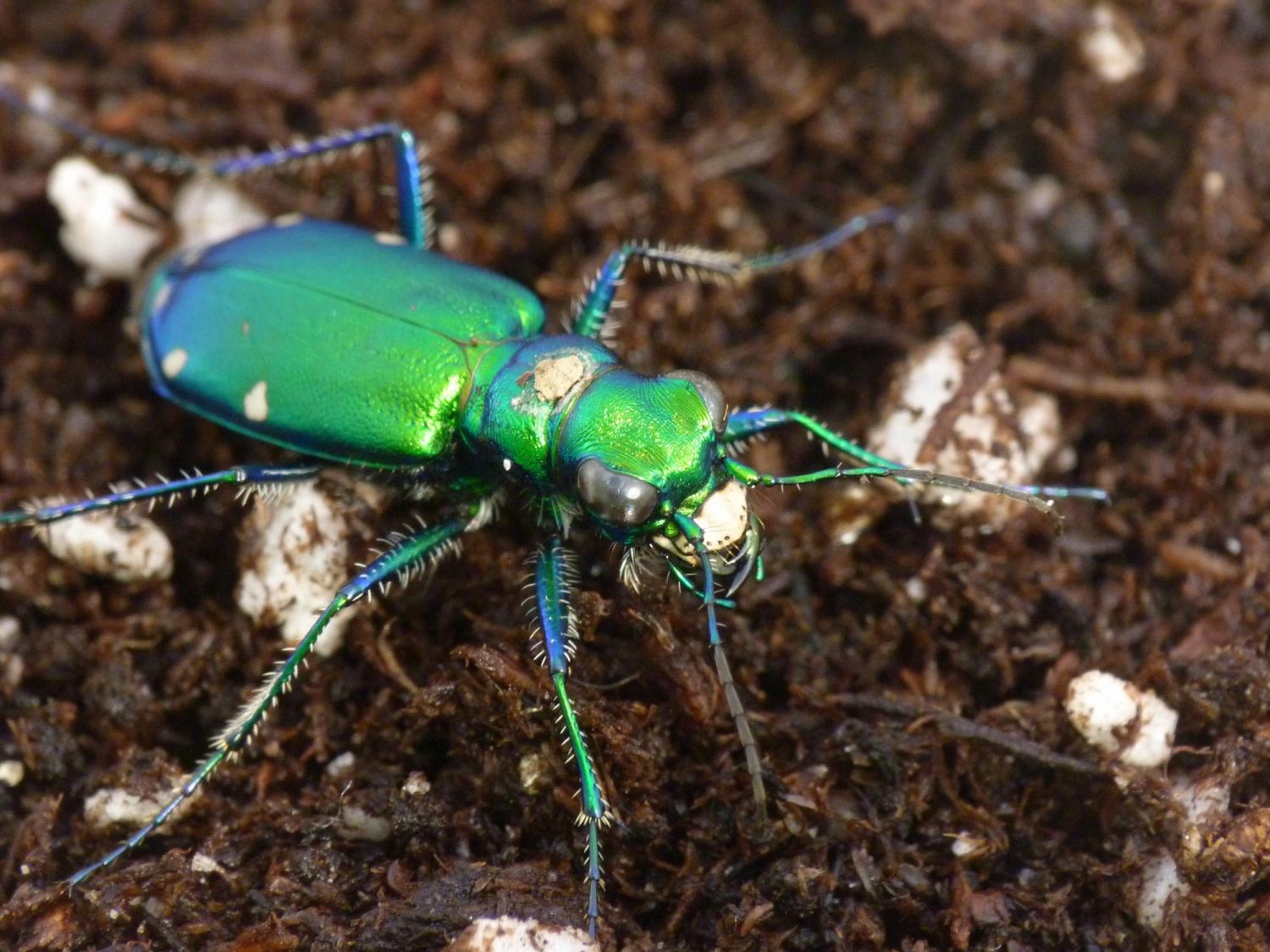 tiger beetle