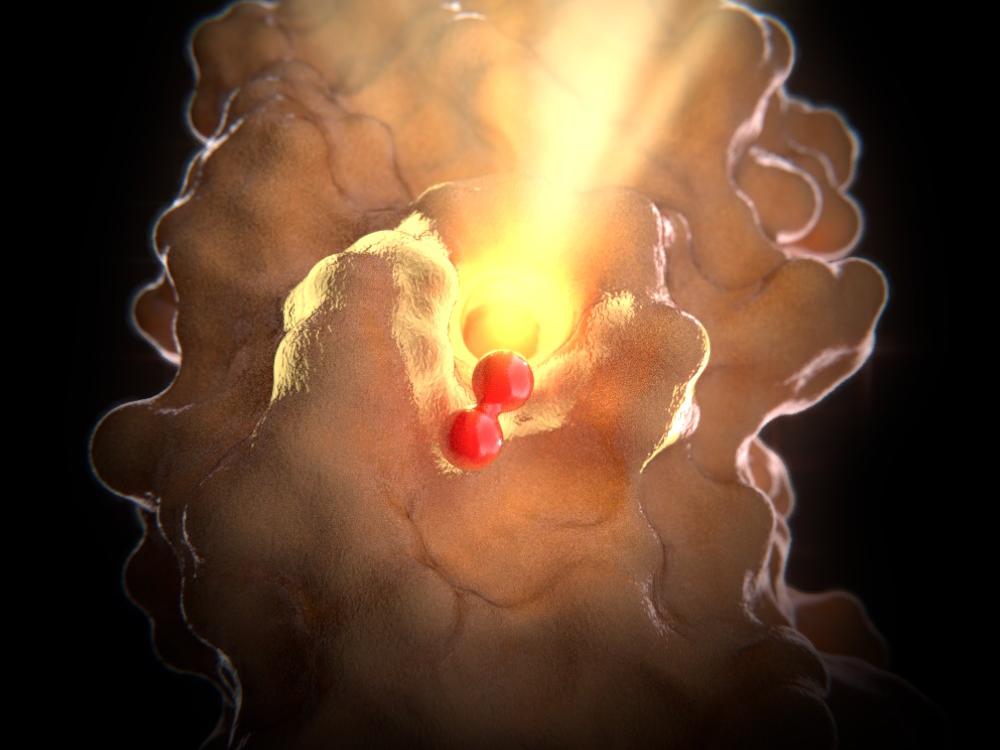 close-up oxygen binds to toxin