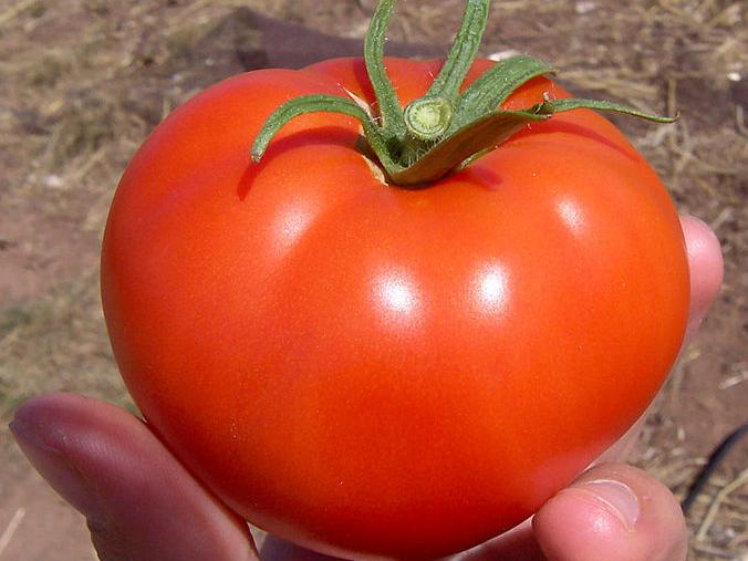 tomato variety