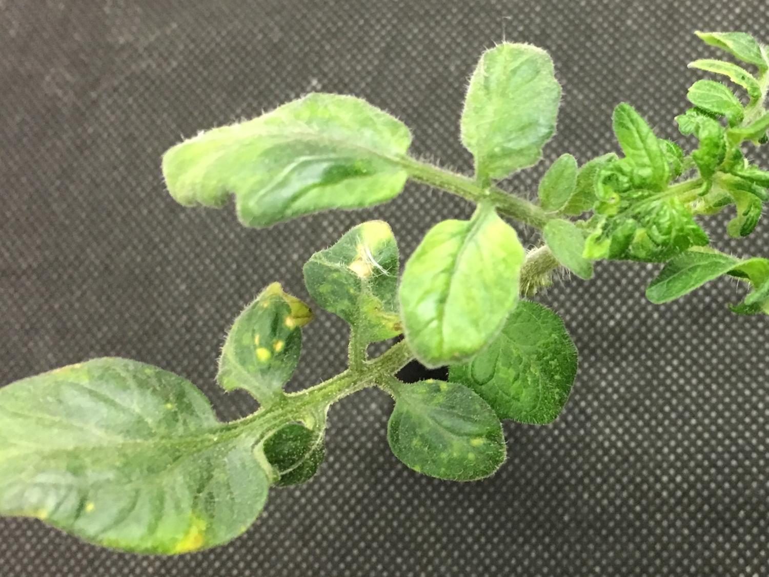 Tomato with tomato spotted wilt disease