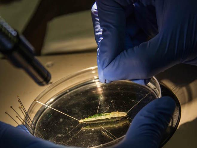 cabbage looper dissection