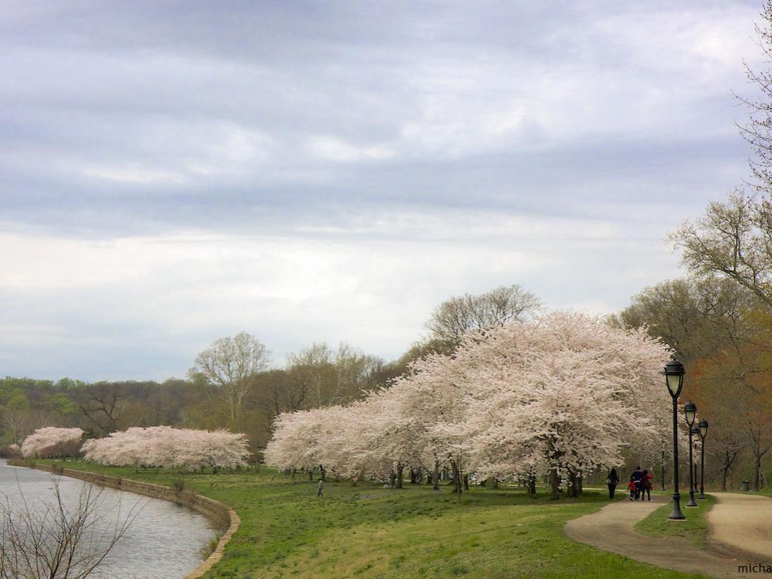 The Schuylkill River Trail with trees along the bank