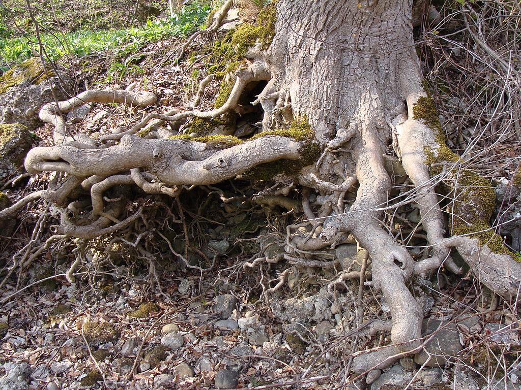 exposed tree roots