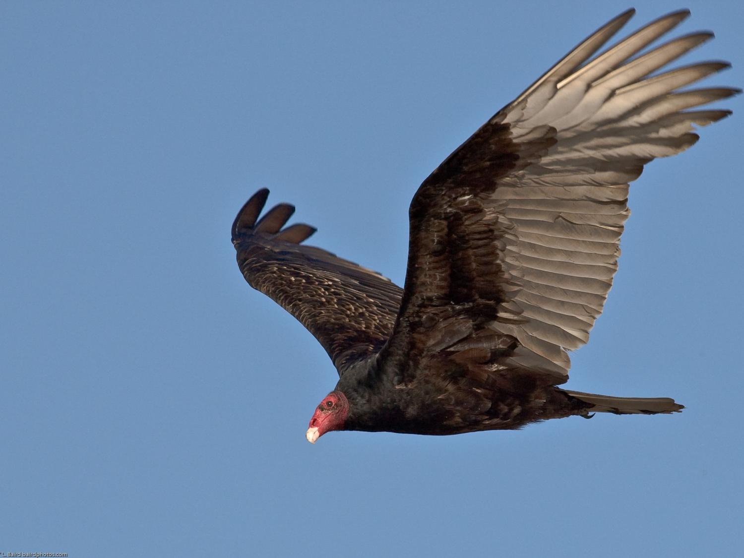 Turkey vulture in flight