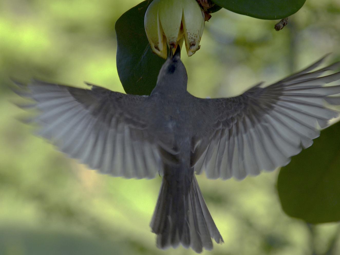 A bird eating seeds from a rare fruit.