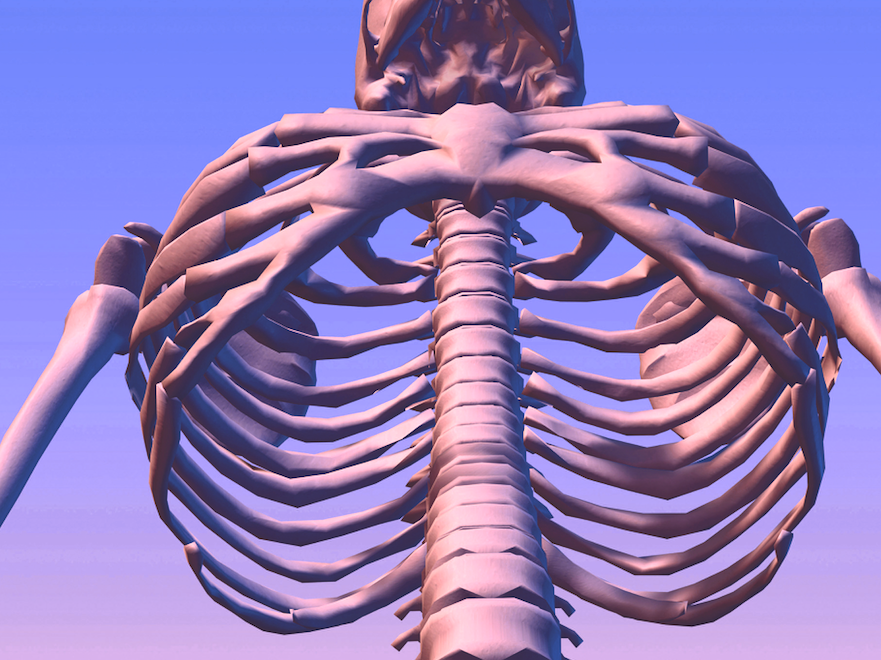 Looking up into ribcage