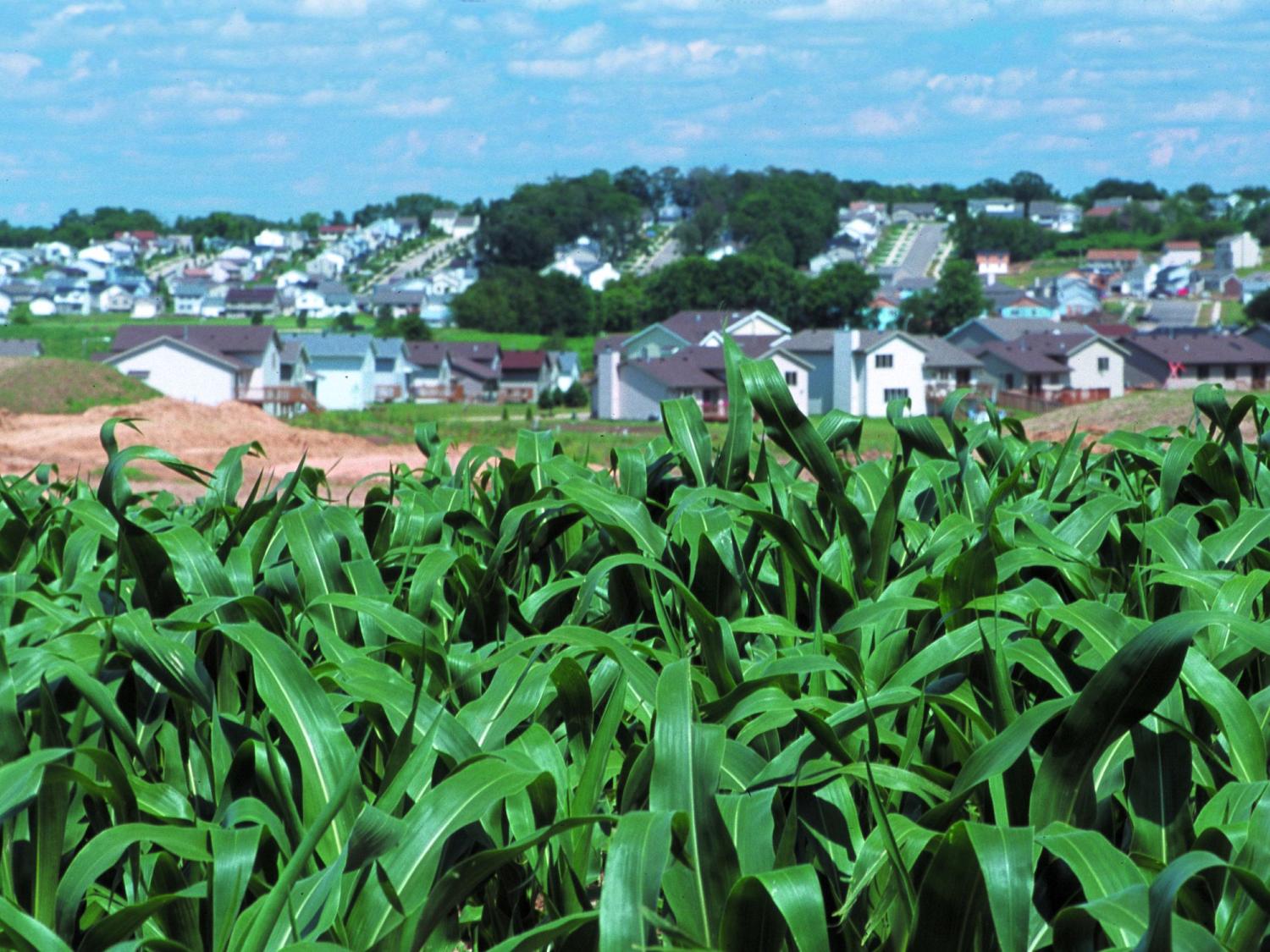 Urban sprawl next to cornfield