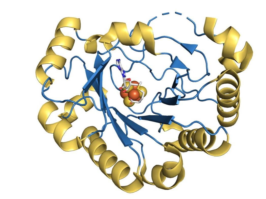 Viperin structural diagram