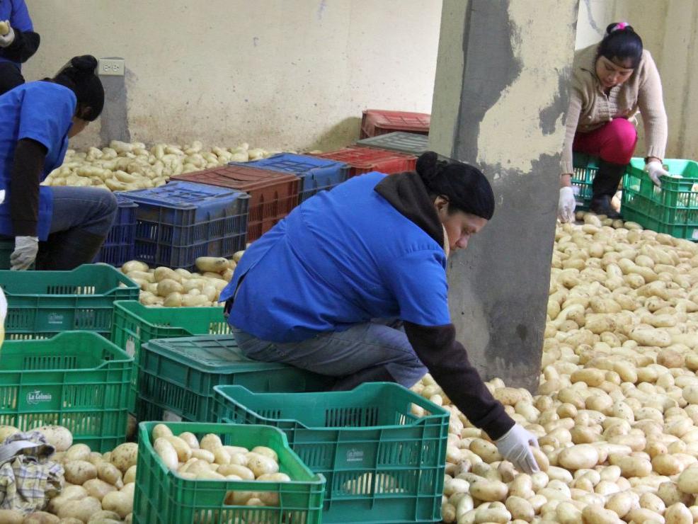 Honduran potato workers
