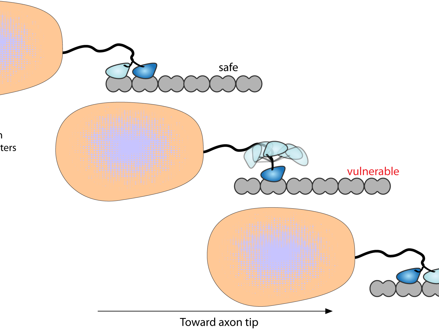 kinesin walking