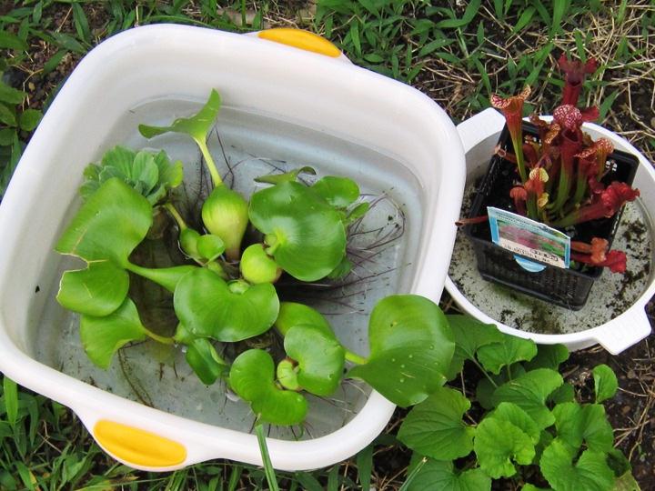 clean plants for water gardens