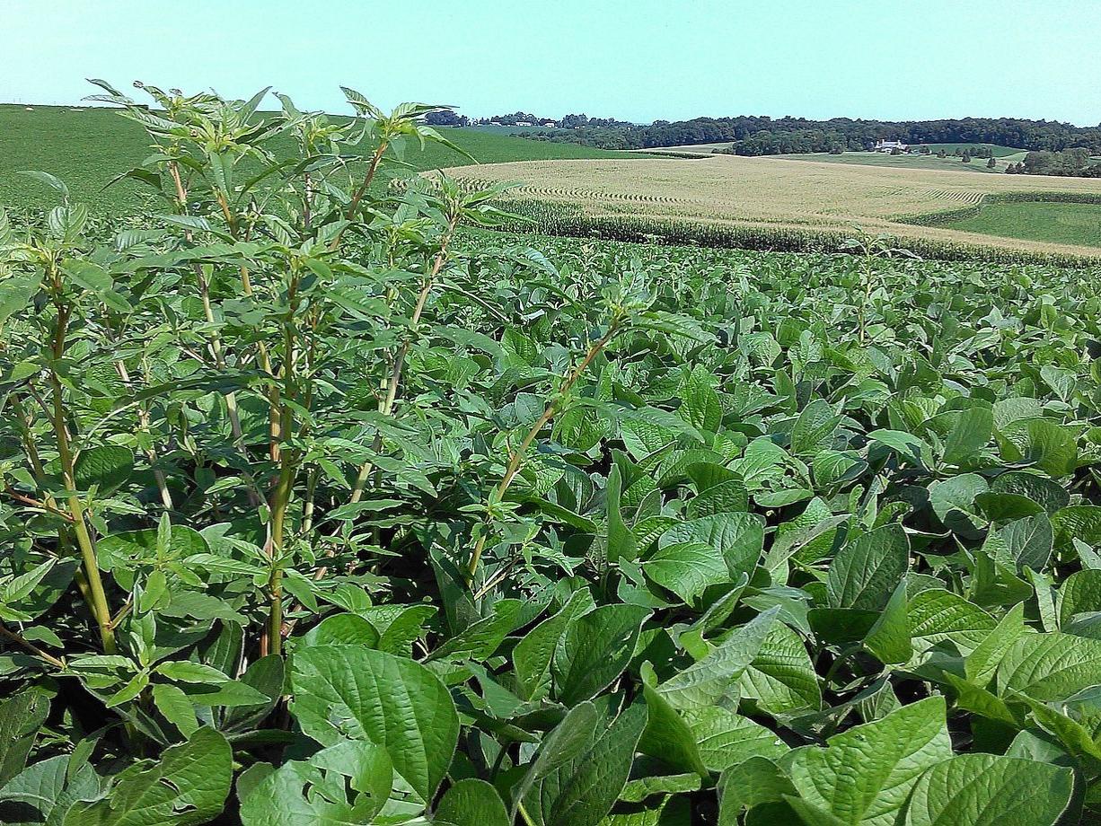 Waterhemp in soybeans