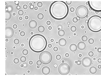 Phase diagram and microscope images of membraneless compartments