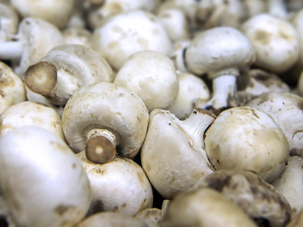 Mushrooms