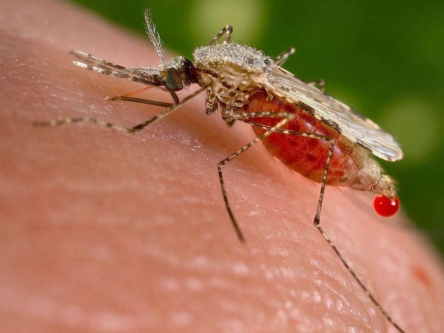 Anopheles stephensi mosquito