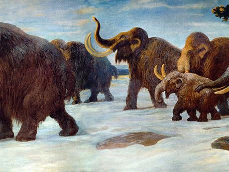 woolly mammoths
