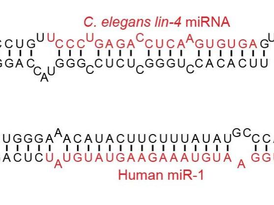 microRNA stem-loop