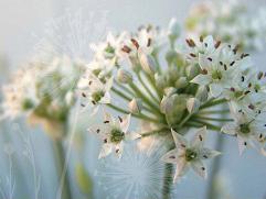 Wild Onion Nurse