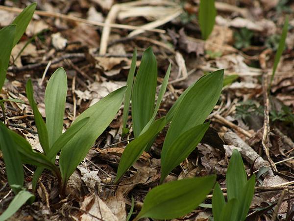 The long, green leaves of wild ramp poke out of the ground surrounded by fallen brown leaves.