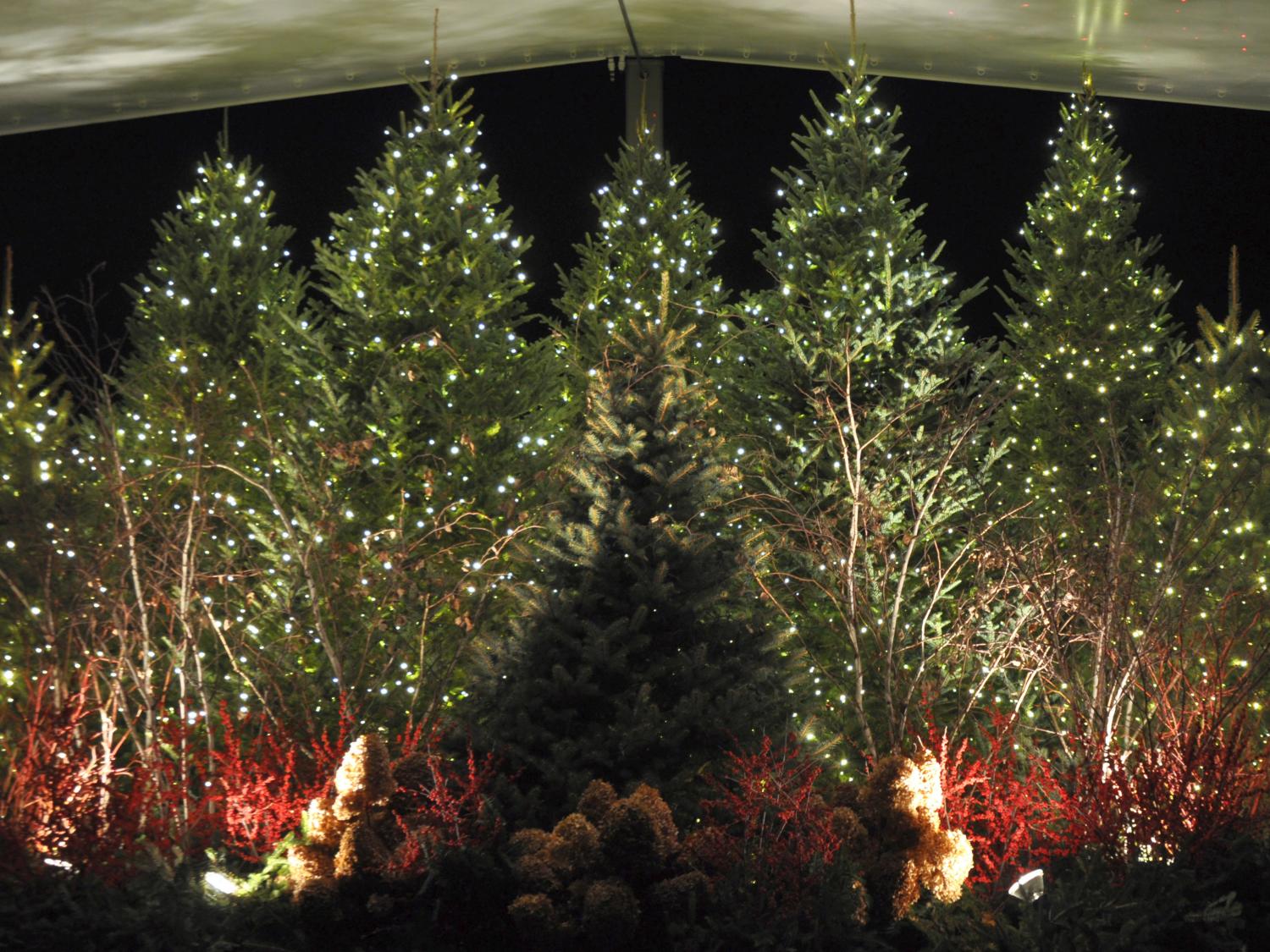 Arboretum holiday tree display