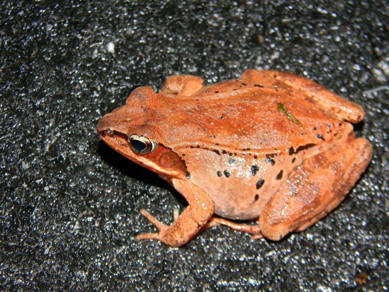 Wood frog
