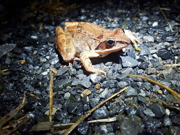 wood frog moving toward pond